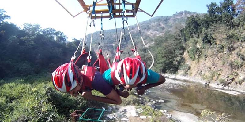 flying-fox