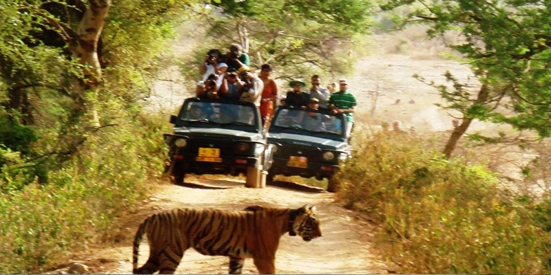 jeep-safari